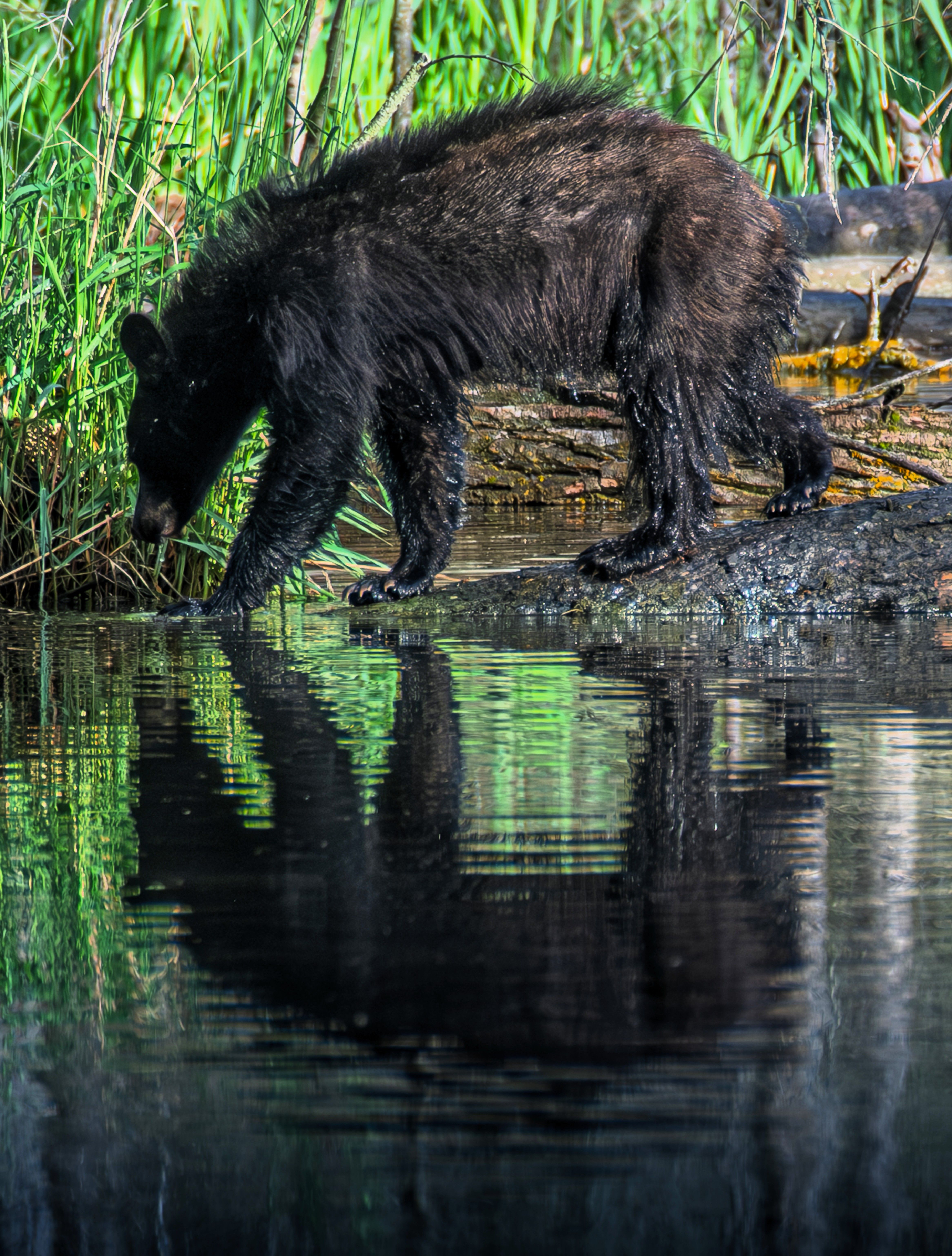 bear